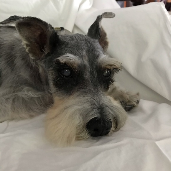 Meet your Posher, Audrey - Picture 7 of 13